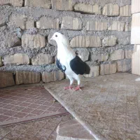 کبوتر پرشی|پرنده|یزد, |دیوار