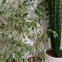 گل های شاداب و زیبا|گل و گیاه طبیعی|زنجان, |دیوار