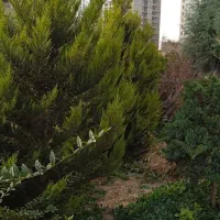 خدمات باغبانی وفضای سبز|خدمات باغبانی و درختکاری|باغستان, |دیوار