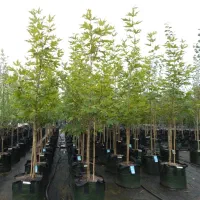 فروش انواع نهالهای مقاوم وپر بازده برای تمام مناطق|خدمات باغبانی و درختکاری|شیراز, قلات|دیوار