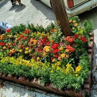 خدمات باغبانی تعویض خاک گلدان کاشت گل باغبان سمپاش|خدمات باغبانی و درختکاری|تهران, نیروی هوایی (پیروزی)|دیوار