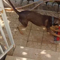 واگذاری سگ نگهبان|سگ|مشهد, پنجتن|دیوار