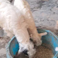 سه عدد بز نر ماده|حیوانات مزرعه|بندر ماهشهر, |دیوار