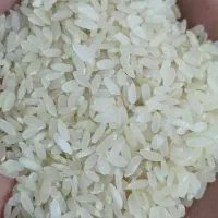 برنج کامفیروزی نو از تولید به مصرف به شرط پخت