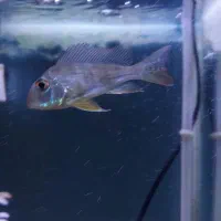 پروکسیموس + لجن خوار (غذا +قرص تروپیکال رایگان)