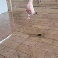 قصاب گوساله و گوسفند وسیار