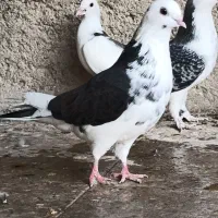 کفتر جوانه عتیقه|پرنده|زابل, |دیوار