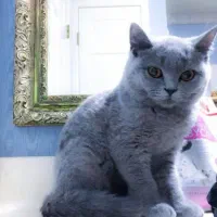 گربه اسکاتیش اصیل