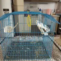 سلام مرغ عشق|پرنده|ساوه, |دیوار