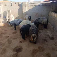 هشت عدد بره و کوه درجه یک|حیوانات مزرعه|مسجد سلیمان, |دیوار