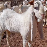 نر گلابی اصل