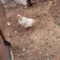 مرغ گلین کرچ