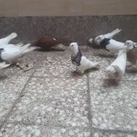 طوقی هفت رنگ زرد سیاه|پرنده|باوی, |دیوار