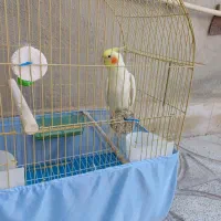 عروس هلندی|پرنده|سرپل ذهاب, |دیوار