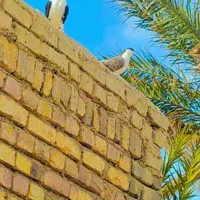 جفت کبوتر  ساده وضد اتیغه معاوضه ای با پرشی|پرنده|کرباسک, |دیوار