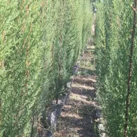 تولید نهال/درخت/سروشیراز/زیتون/یاس‌هلندی