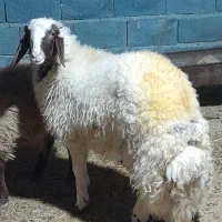 کاور ورن اصیل