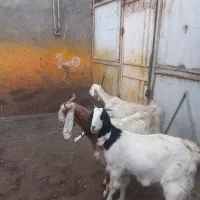 بز پاکستانی  دودندان وبز دوبرسانن|حیوانات مزرعه|مشهد, خلق آباد سفلی|دیوار