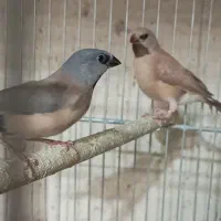 فنچ گلدین و کرواتی|پرنده|خمینی‌شهر, |دیوار