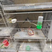 پرنده فروشی|پرنده|قم, خاکفرج|دیوار