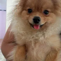 واگذاری سگ پامر خرسی