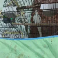 عروس هلندی کوتوله|پرنده|ایرانشهر, |دیوار