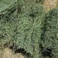 علوفه یونجه با کیفیت مناسب گوسفند وبره قیمت توافقی