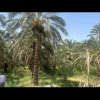 کارگر|خدمات باغبانی و درختکاری|جیرفت, |دیوار