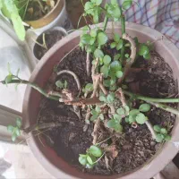 گل طبیعی|گل و گیاه طبیعی|شهرکرد, |دیوار