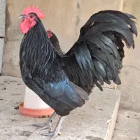 نیمچه استرالوپ بلک و سفید موجوده