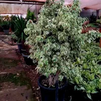 گل بنجامین بابا ادم فیکوس شرابی