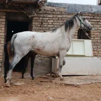 خریدو فروش اسب مادیان پالونی