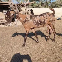 بزهای خوب مخصوص داشت