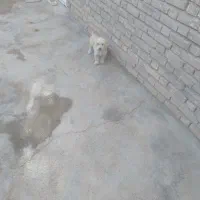 توله سگ کوچک|سگ|آباده, |دیوار