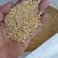 پخش گندم شبستری