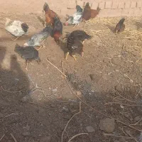 فروش مرغ و خروس|حیوانات مزرعه|سلامی, |دیوار