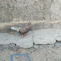 ماده دم سفید مهر