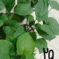 خرفه|خوردنی و آشامیدنی|مشهد, حیدرآباد|دیوار