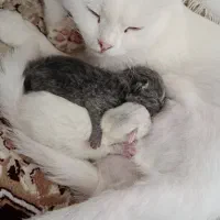 سکاتیش فولد و بریتیش گلد