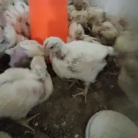 جوجه ر اس گوشتی