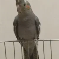 عروس هلندیهای سینامون ولوتینو