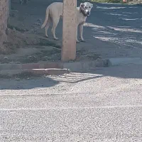 فروش توله