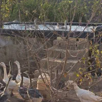 قو غاز اردک بومی و اردک لال فروش فوری بعلت حابجایی|حیوانات مزرعه|برخوار, |دیوار