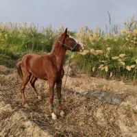 اسب|اسب و تجهیزات اسب‌سواری|حمیدیه, |دیوار