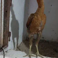 جوجه خروس لاری 3ماه نیم