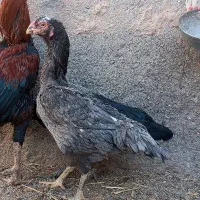 مرغ لاری اصیل