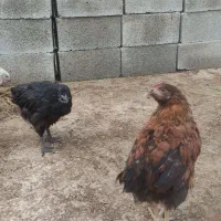 جوجه محلی خلفه مرغ و خروس