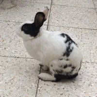 خرگوش|موش و خرگوش|اهواز, کیان اباد|دیوار