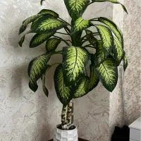 گل طبیعی دفین