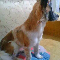 درصورت پیداشدن مژدگانی خوب بگیرپیداش